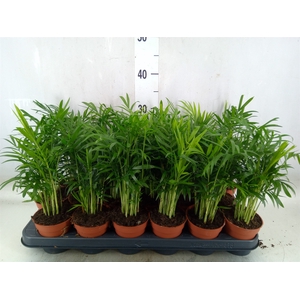 Chamaedorea elegans