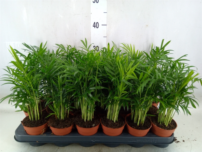 <h4>Chamaedorea elegans</h4>