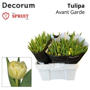 TU DU AVANT GARDE 533