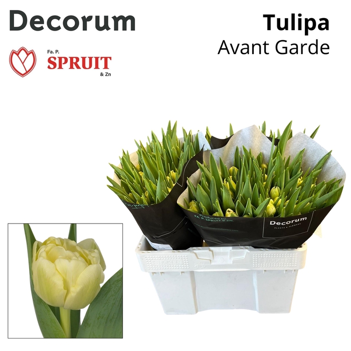 <h4>Tu Du Avant Garde 533</h4>