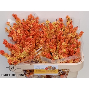 ILEX ILEXIA VICTORIA