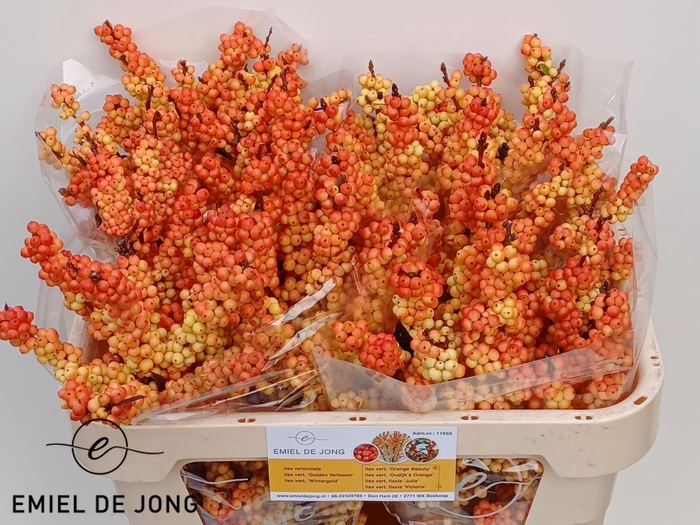 <h4>ILEX ILEXIA VICTORIA</h4>