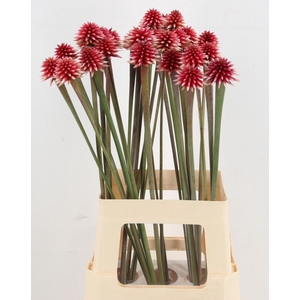 SNIJBLOEMEN OV