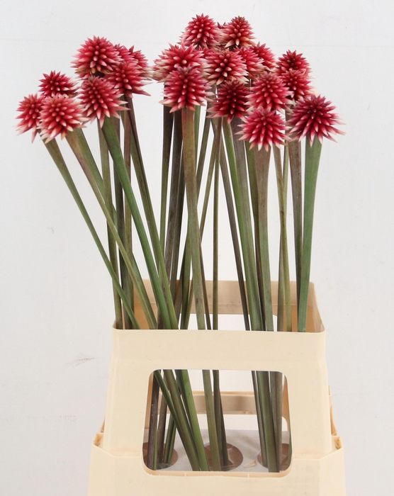 <h4>SNIJBLOEMEN OV</h4>