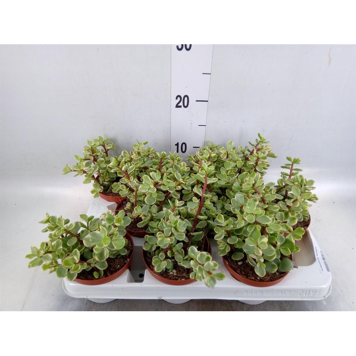 <h4>Portulacaria afra 'Variegata'</h4>