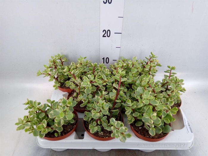 <h4>Portulacaria afra 'Variegata'</h4>