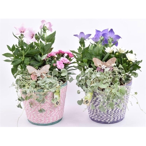 Hout pot paars/roze mix 18cm