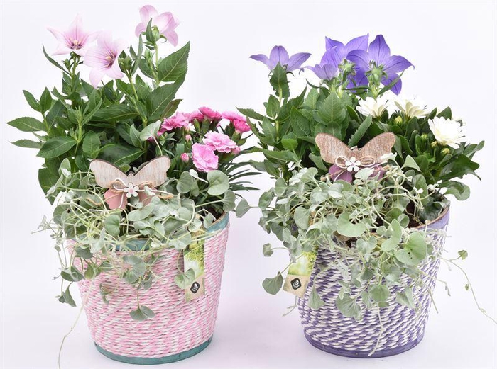 <h4>Hout pot paars/roze mix 18cm</h4>