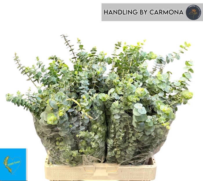 <h4>EUC BABY BLUE P BS</h4>