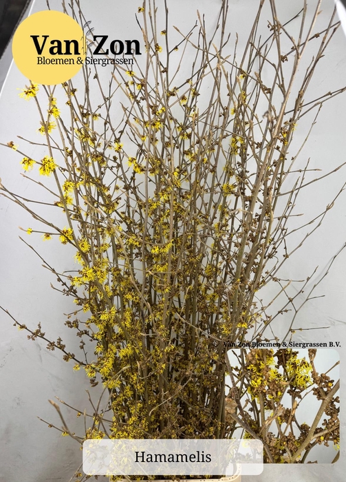 <h4>HAMA PALLIDA</h4>