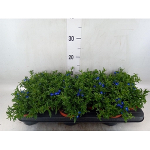 Lobelia erin. 'LagunTrail Dk Blue'