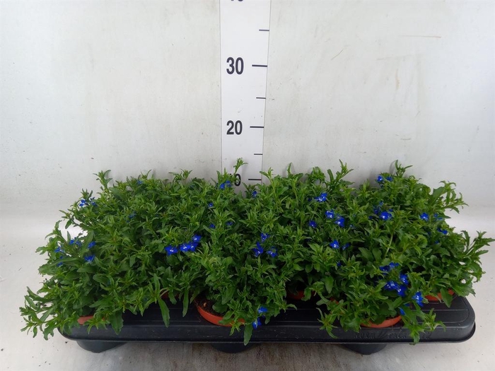 <h4>Lobelia erin. 'LagunTrail Dk Blue'</h4>