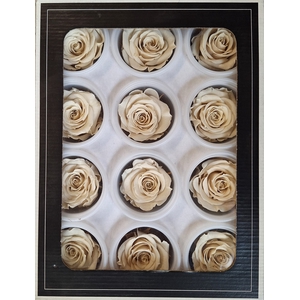 Preserved Rosa Mini Warm White