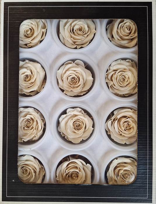 <h4>Preserved Rosa Mini Warm White</h4>