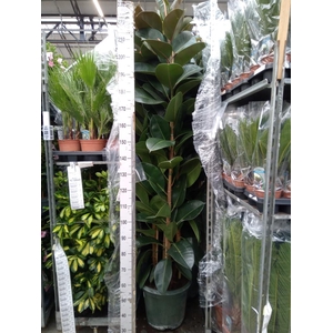 Ficus elastica 'Robusta'