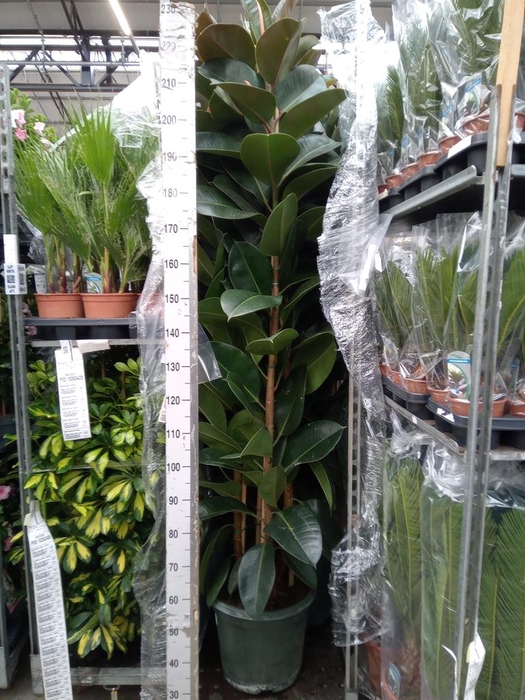 <h4>Ficus elastica 'Robusta'</h4>