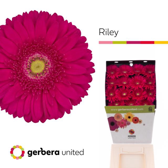<h4>Gerbera diamond riley</h4>