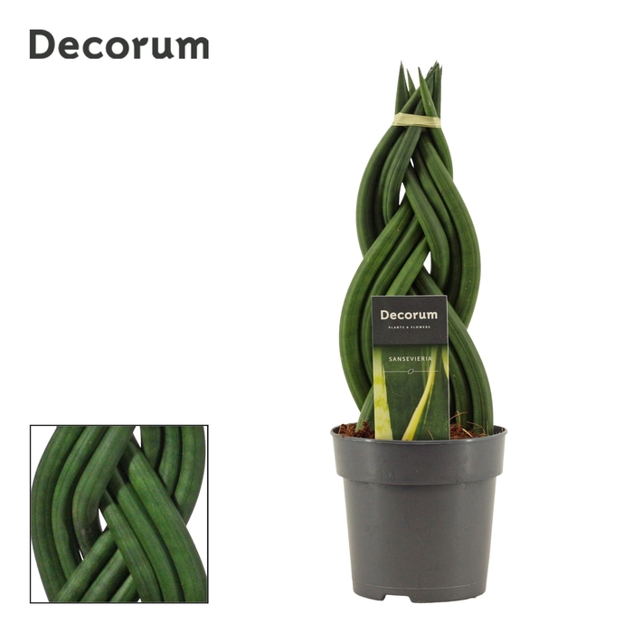 Sansevieria Cylindrica 12 cm Braid (Decorum)