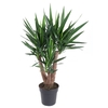 Yucca