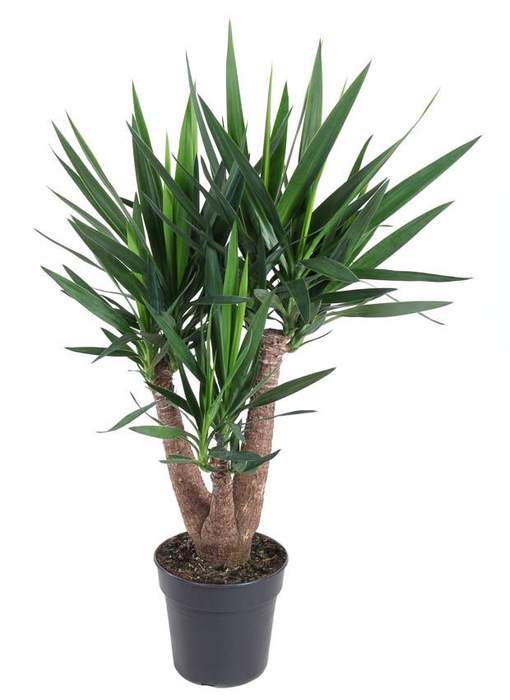 Yucca