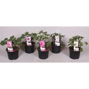 Lavatera 'Mix' 17 cm