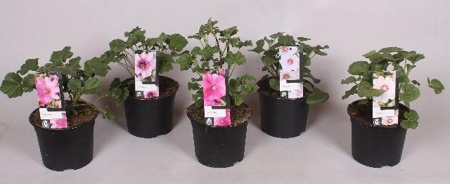 <h4>Lavatera 'Mix' 17 cm</h4>