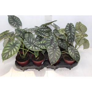 ALOCASIA DRAGON SCALE P12