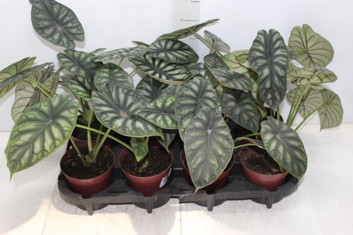 ALOCASIA DRAGON SCALE P12