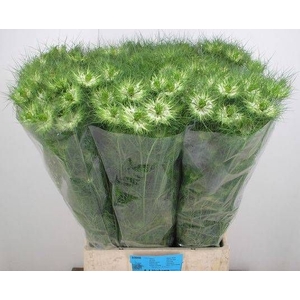 NIGE D GREEN DREAM