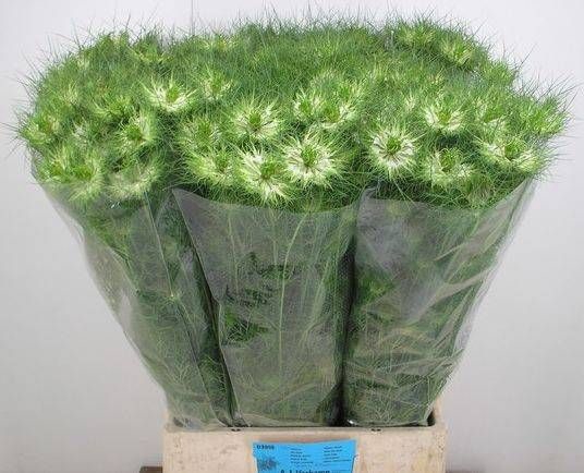 <h4>NIGE D GREEN DREAM</h4>