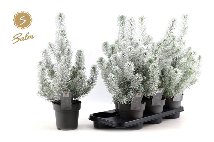 <h4>PINUS SILVER CREST</h4>