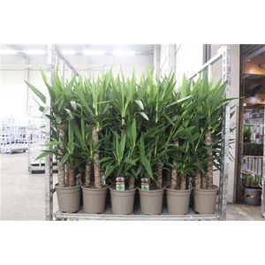 Yucca 60-30-20 Cm