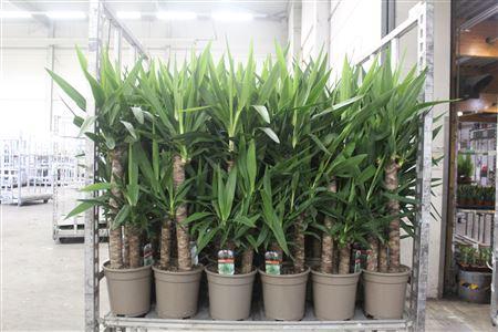 <h4>Yucca 60-30-20 Cm</h4>