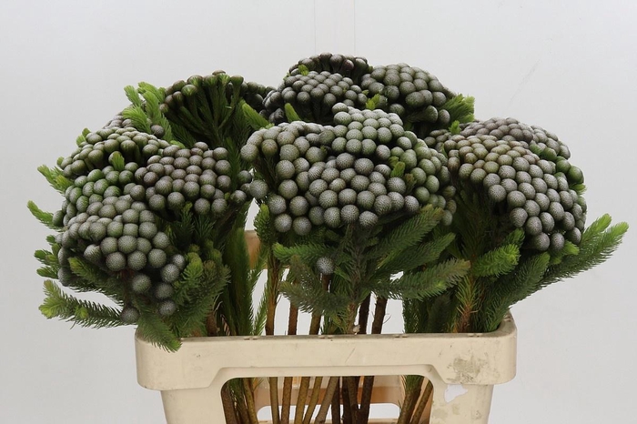 <h4>BRUN ALBIFLORA</h4>