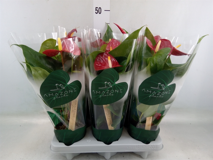 <h4>Anthurium andr. 'Nevada'</h4>