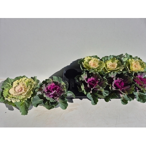 BRASSICA (SIERKOOL)