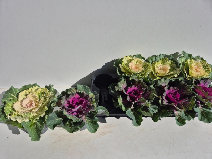 <h4>BRASSICA (SIERKOOL)</h4>