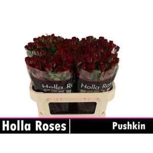 R TR PUSHKIN