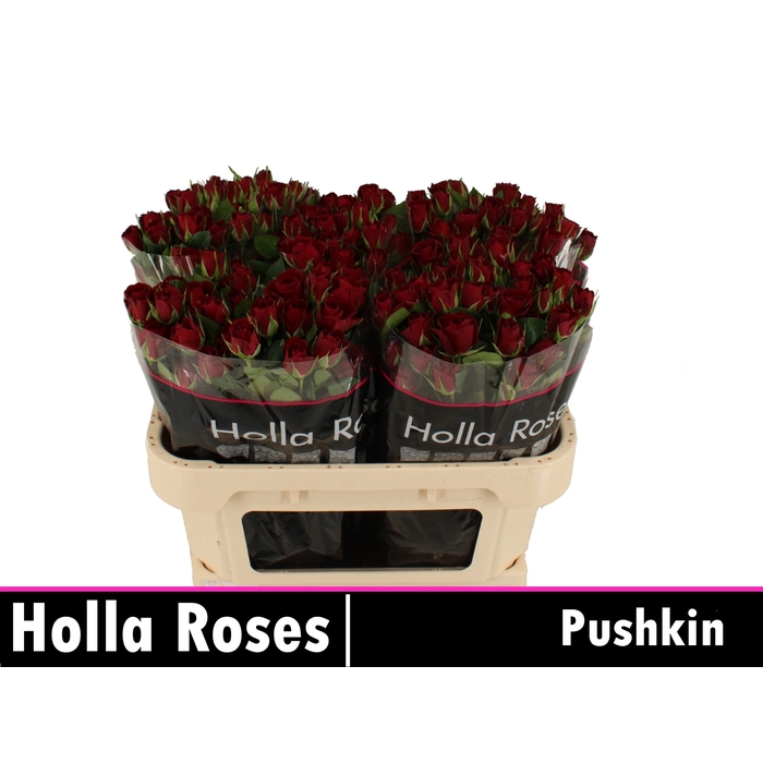 <h4>Pushkin</h4>
