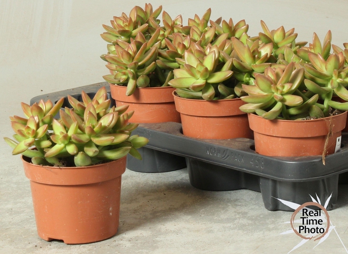 <h4>SEDUM OVERIG</h4>