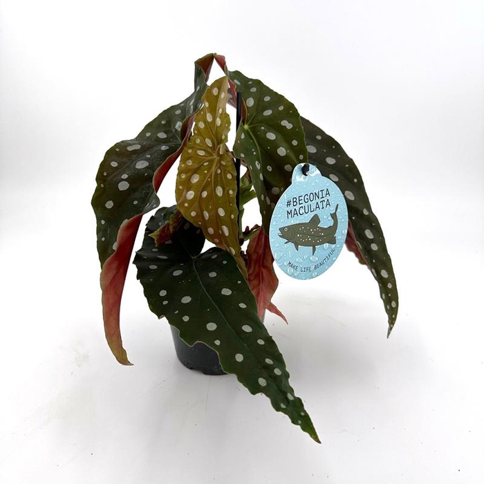 BEGONIA MACULATA P12