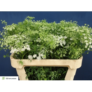 AMMI MAJUS