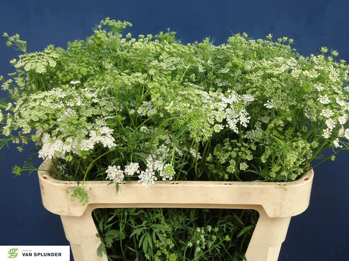 <h4>AMMI MAJUS</h4>