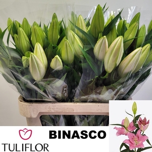 LI OR BINASCO