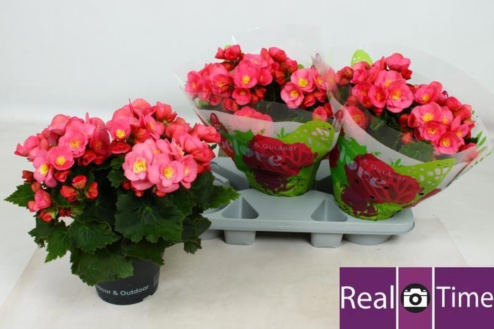 <h4>BEG HL BELOVE ROSE</h4>