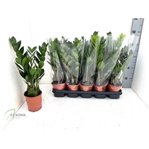 Zamioculcas zamifolia 12Ø 50cm 3st