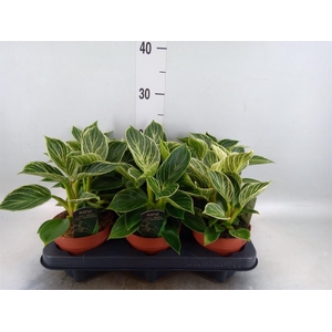 Philodendron   ...
