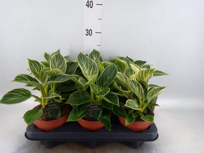 <h4>Philodendron   ...</h4>