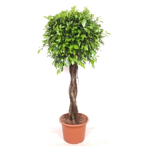 Ficus Nitida