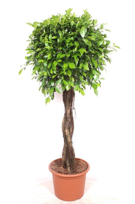 <h4>Ficus Nitida</h4>